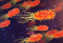 Descubren cómo ciertas bacterias cambian de forma para resistir a los antibióticos