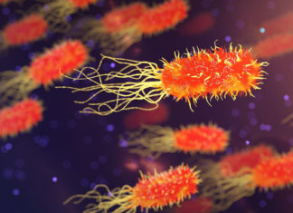 Descubren cómo ciertas bacterias cambian de forma para resistir a los antibióticos