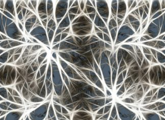 Planean utilizar células madre del cerebro humano para crear microchips más avanzados