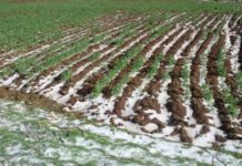 Siniestran “heladas” más de 500 mil hectáreas de cultivos