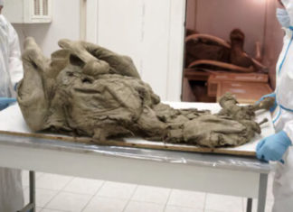 Científicos rusos estudian virus prehistóricos en tejidos de animales recuperados de permafrost derretido