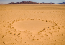 Resuelven el enigma de los círculos de hadas en el desierto del Namib
