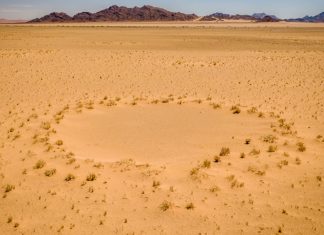Resuelven el enigma de los círculos de hadas en el desierto del Namib