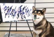 Perrito vende sus obras de arte y ya ha ganado 17 mil dólares