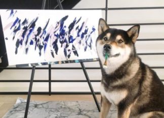 Perrito vende sus obras de arte y ya ha ganado 17 mil dólares