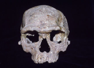 Científicos afirman que no es posible ubicar el origen de la humanidad