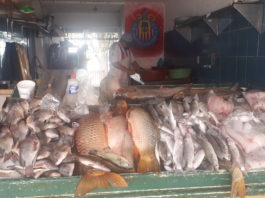 Pescadores buscan cooperativas que cumplan con restricciones por veda