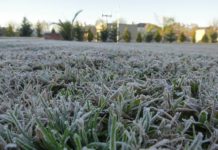 Más de 425 mil hectáreas de sorgo y maíz se perdieron por el frío