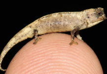 Encuentran en Madagascar uno de los reptiles más pequeños del mundo, que cabe en la punta de un dedo