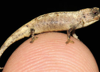 Encuentran en Madagascar uno de los reptiles más pequeños del mundo, que cabe en la punta de un dedo