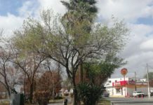Áreas verdes reverdecen tras “heladas”