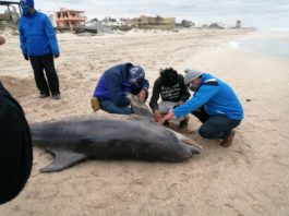 Aparece otro Delfín muerto en playa Miramar
