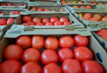 Reciben donación de tomate para familias