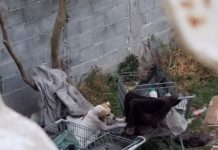 Denuncian a hombre que presuntamente come perros y gatos