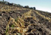 Helada causó perdidas de 200 MDP en el campo