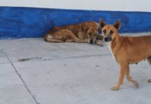 Ciudad invadida de perros abandonados