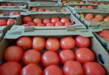 Reparten toneladas de tomate a familias