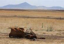Aseguran que ni Estado ni federación apoyan al campo