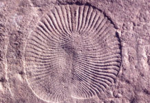 Identifican la extraña criatura sin cabeza que estaría detrás de todos los animales con simetría bilateral