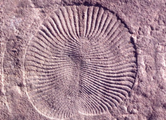 Identifican la extraña criatura sin cabeza que estaría detrás de todos los animales con simetría bilateral