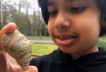 Un niño de 6 años busca gusanos en su jardín y encuentra un fósil que podría ser de hasta 488 millones de años de antigüedad