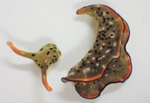 VIDEO: Detectan un animal que puede regenerar todo su cuerpo tras desprender voluntariamente la cabeza