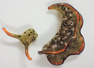 VIDEO: Detectan un animal que puede regenerar todo su cuerpo tras desprender voluntariamente la cabeza