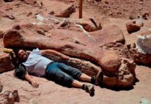 Titanosaurio hallado en Argentina, el más antiguo de este grupo en el orbe