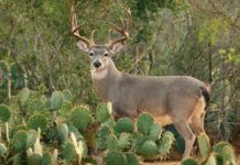 Tamaulipas conmemora el día mundial de la vida silvestre