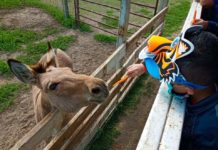 Invitan a visitar nuevo zoológico de Reynosa