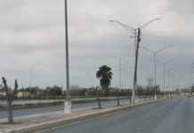 Cortan más de 80 árboles al ser dañados por la helada