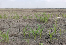 Agricultores tienen pocas esperanzas de tener cosechas productivas