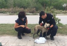 Rescatan a perrita de morir en dren de la Portes Gil