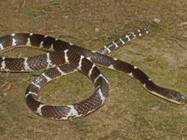Descubren una nueva especie de serpiente altamente venenosa y le dan nombre en honor a una diosa china