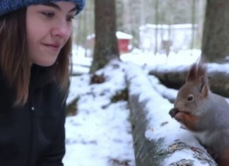 Fotógrafa hace amistad con ardillas rojas y consigue increíbles imágenes