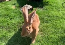 Conejos gigantes tienen tamaño de un perro pequeño; ya son virales