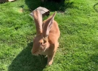 Conejos gigantes tienen tamaño de un perro pequeño; ya son virales
