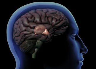 Cómo funciona la glándula pineal, el enigmático órgano que regula nuestro sueño