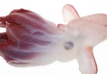 Identifican una nueva especie de pulpo ‘Dumbo’ que habita en el Pacífico a 7.000 metros de profundidad