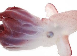 Identifican una nueva especie de pulpo ‘Dumbo’ que habita en el Pacífico a 7.000 metros de profundidad
