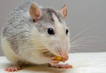 Sin dietas ni efectos adversos: Un fármaco para tratar enfermedades cardiacas en humanos combate la obesidad en ratones