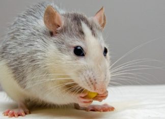 Sin dietas ni efectos adversos: Un fármaco para tratar enfermedades cardiacas en humanos combate la obesidad en ratones