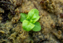 En uno de los experimentos más largos del mundo, científicos estadounidenses hacen germinar semillas de 142 años