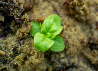 En uno de los experimentos más largos del mundo, científicos estadounidenses hacen germinar semillas de 142 años