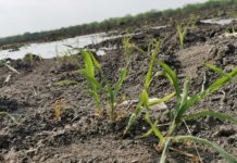 Resiembran 160 mil hectáreas de Sorgo tras heladas.