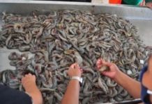 Precio del Kilo de camarón podría bajar hasta los 180 pesos
