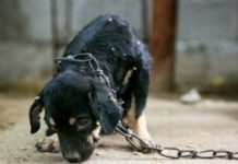 Maltrato animal es cotidiano; proponen que niños y adolescentes se les inculque respeto
