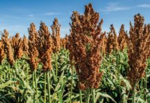 Esperan que el precio del sorgo se mantenga