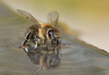 Abejas aprenden a detectar en unos segundos a infectados con coronavirus con un alto grado de fiabilidad