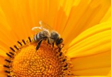 ¿Por qué no debes matar a las abejas?